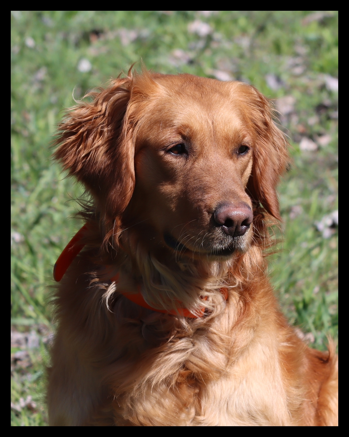 Zoom, a SkyRiver Golden